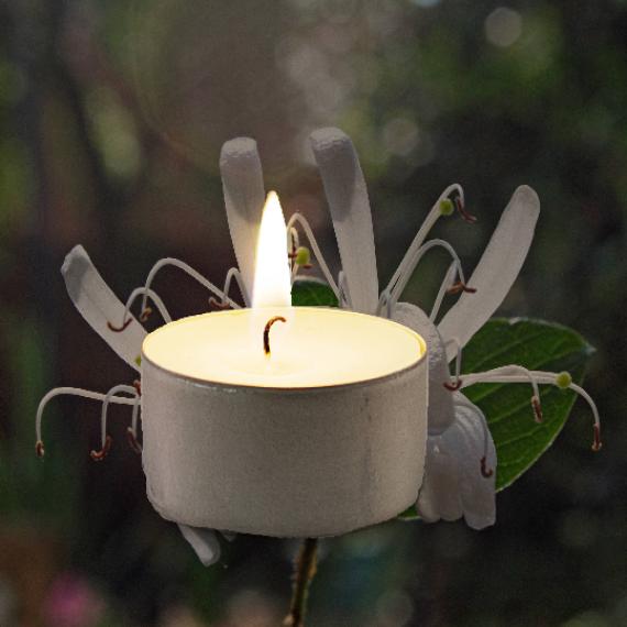 Picture of Honeysuckle Scented Tealights